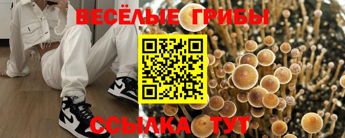 Галлюциногенные грибы Psilocybine cubensis  Псилоцибиновые грибы Psilocybe  Вход с VPN  Каменка 